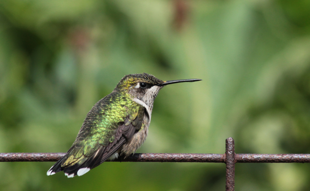 RT humming bird