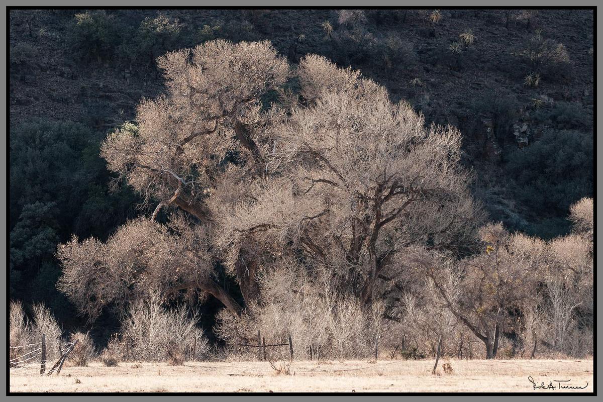 Fort Davis Cottonwoods