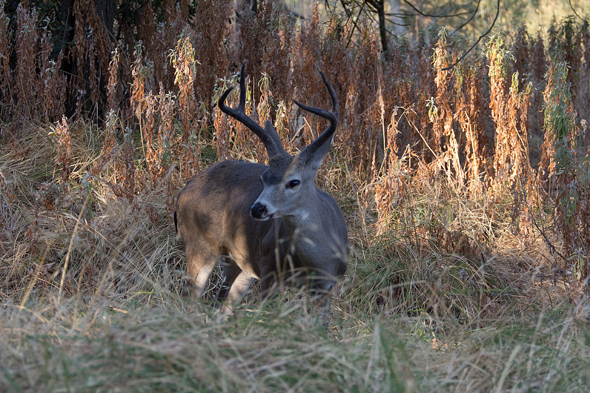 Black Antlers