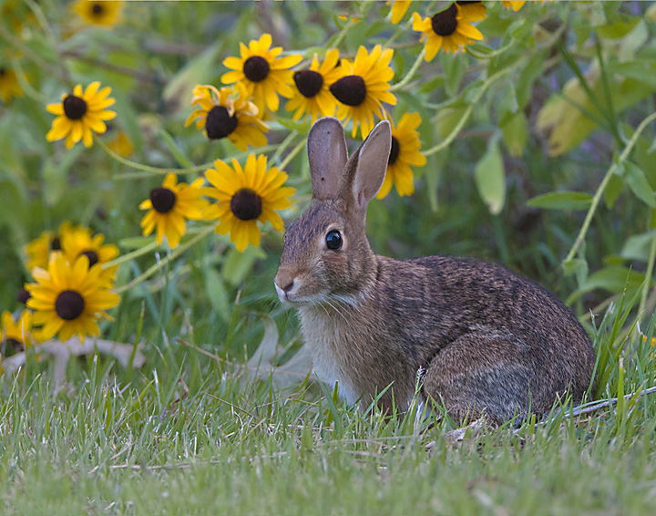 Summertime Bunny