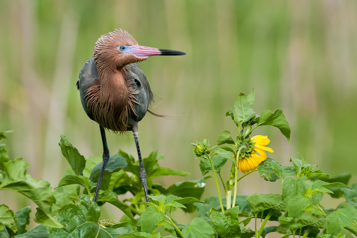 Reddish Egret