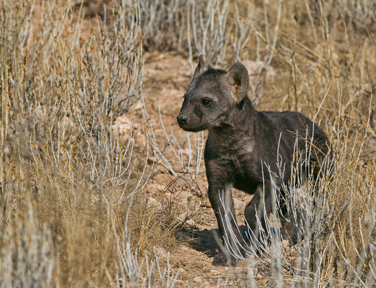 Spotted Hyena Cub