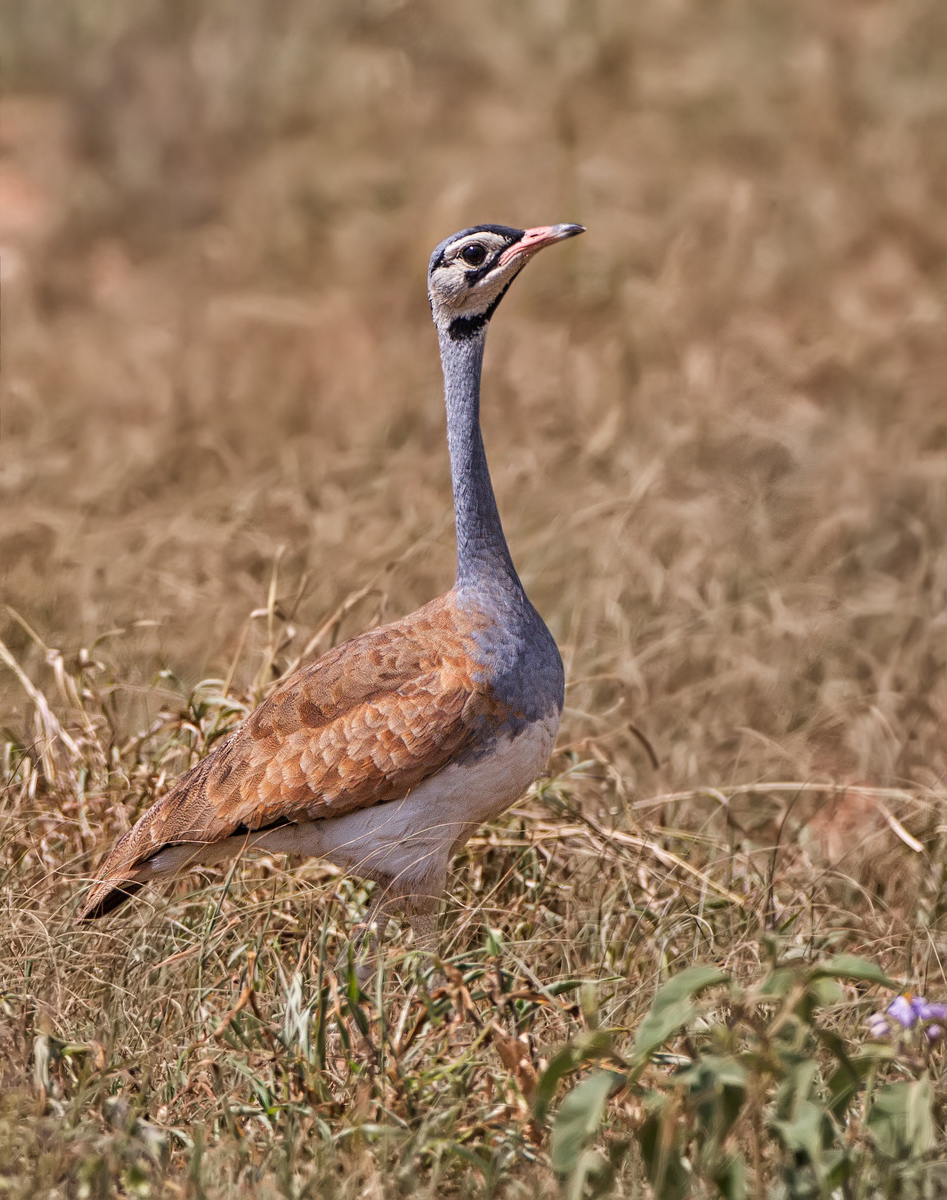 White Bellied Bustard