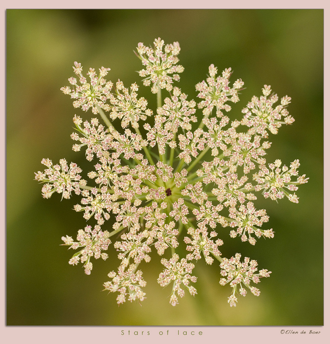 Stars of lace.