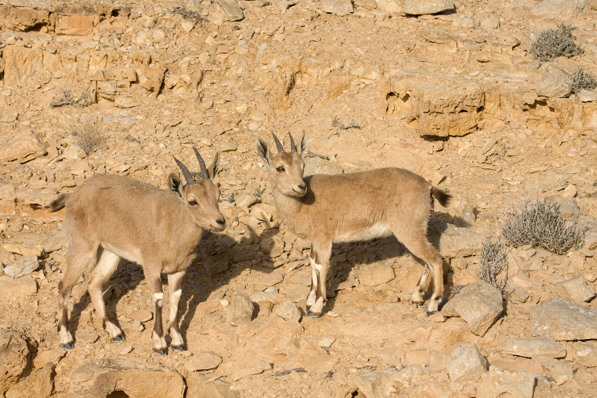 Juvenile  Israeli Ibex