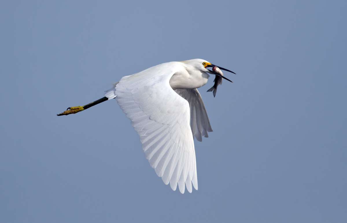 Snowy Egret w/Fish