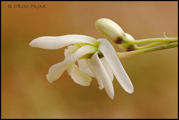 Moringa Oleifera 3