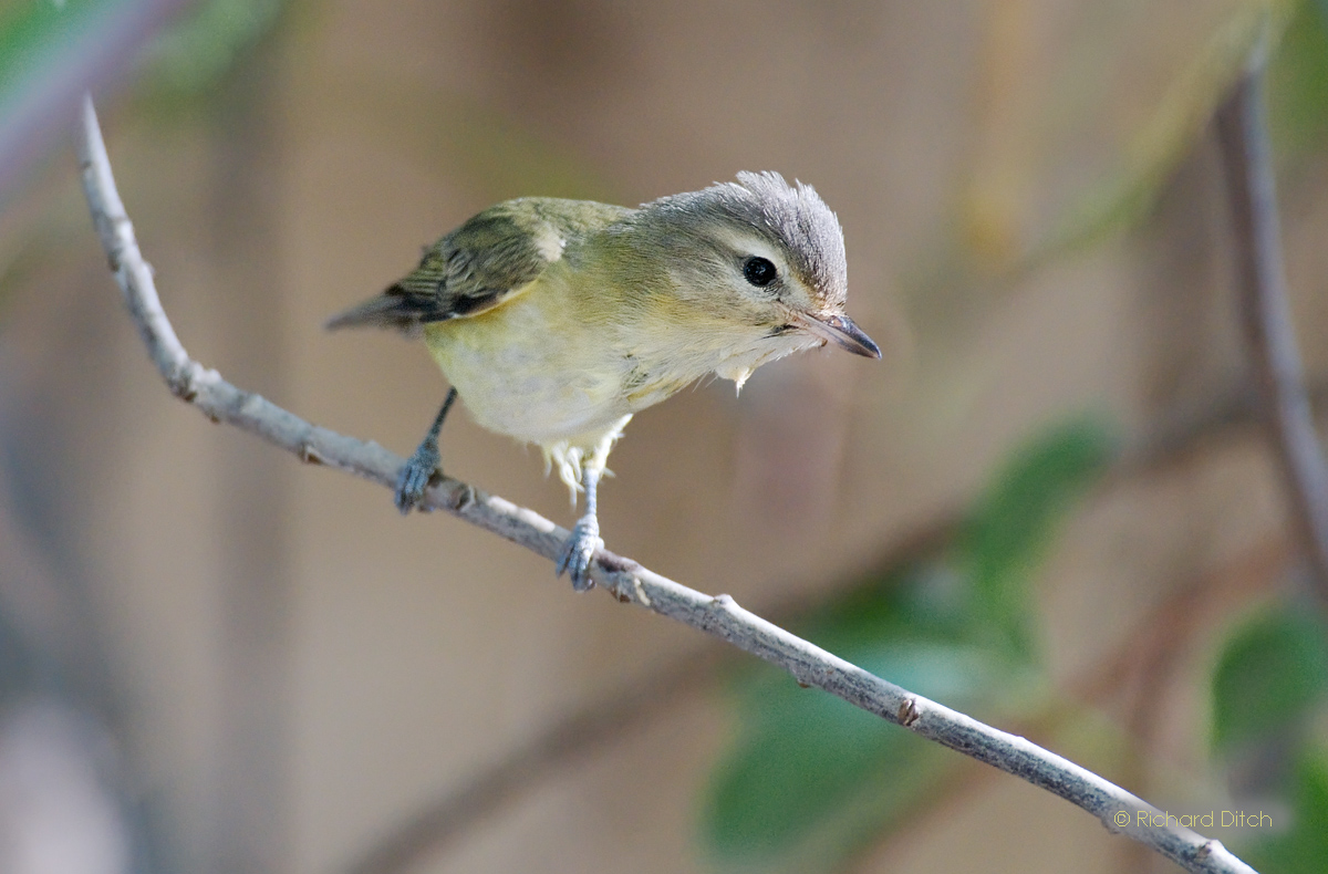 Warbling Vireo