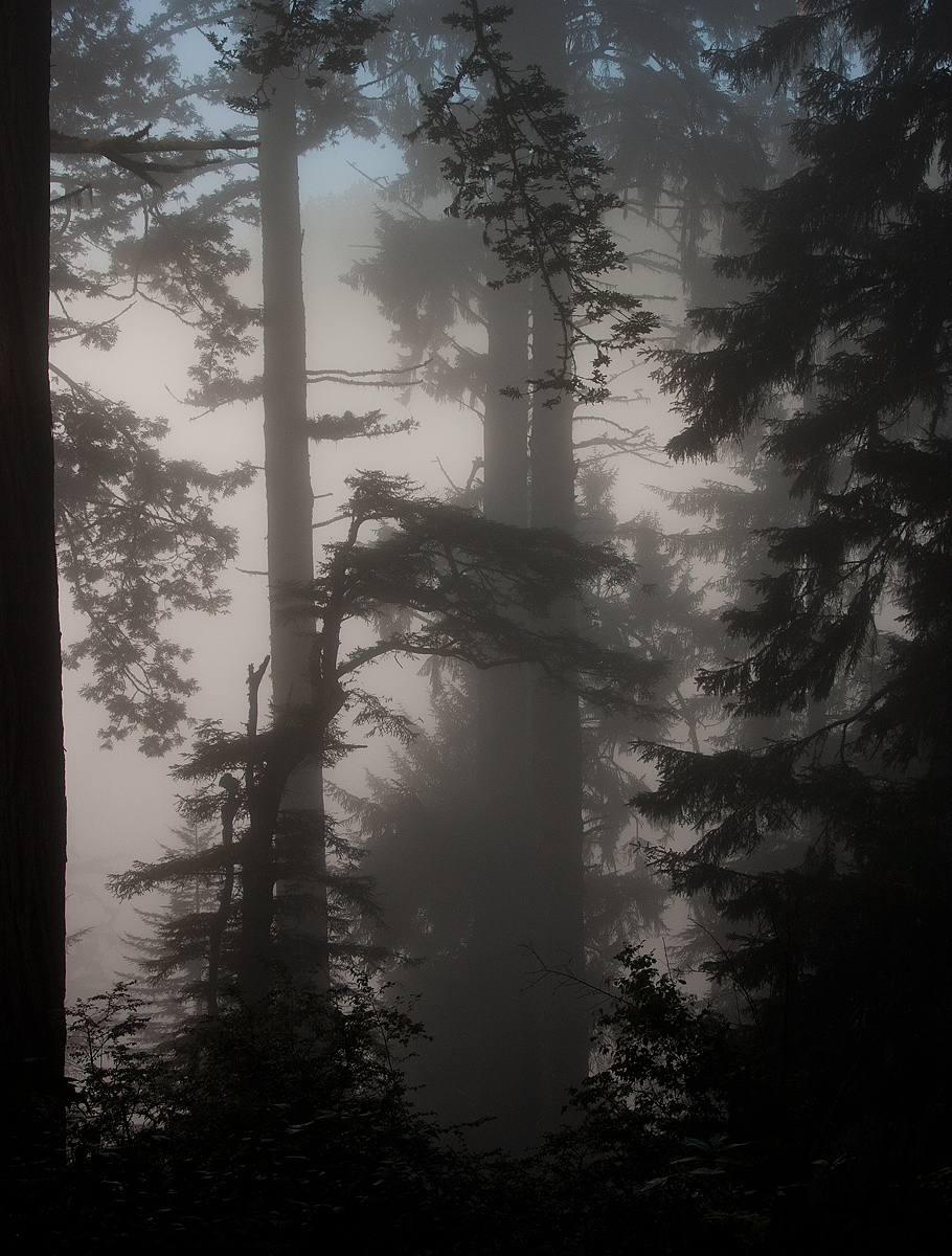 In the Fog