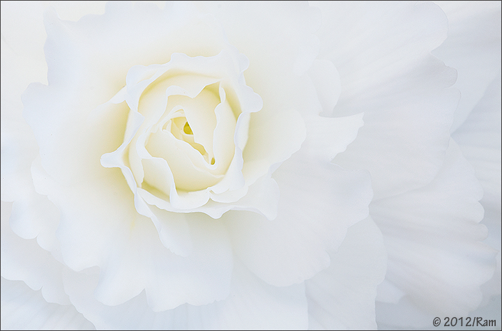 White Begonia