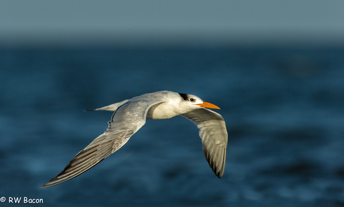 Royal Tern in Flight