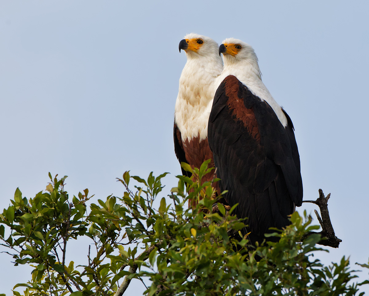 Happy Couple