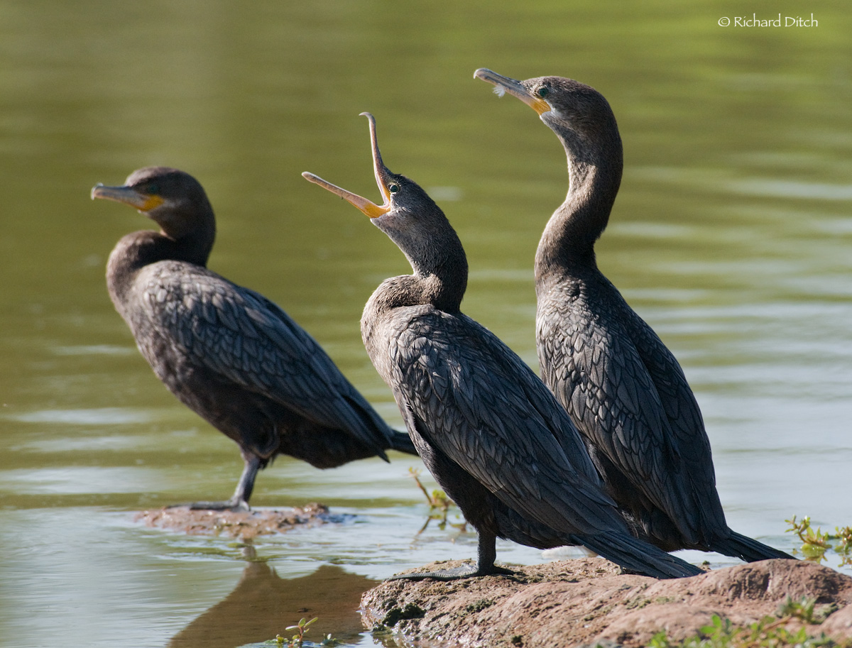 WC554 - cormorants