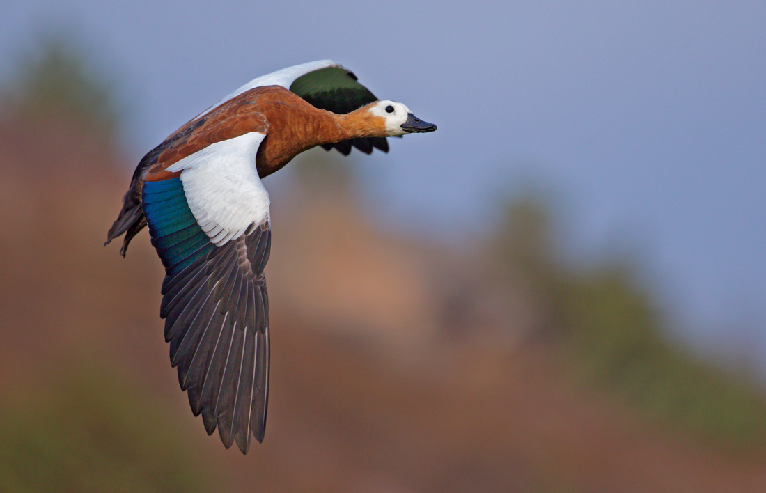  Ruddy in flight