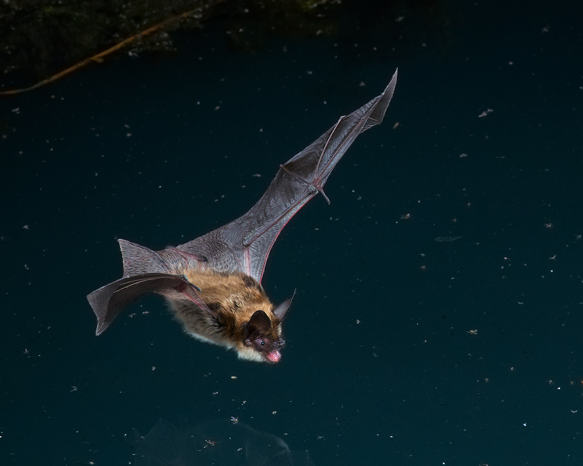 Long-eared Myotis