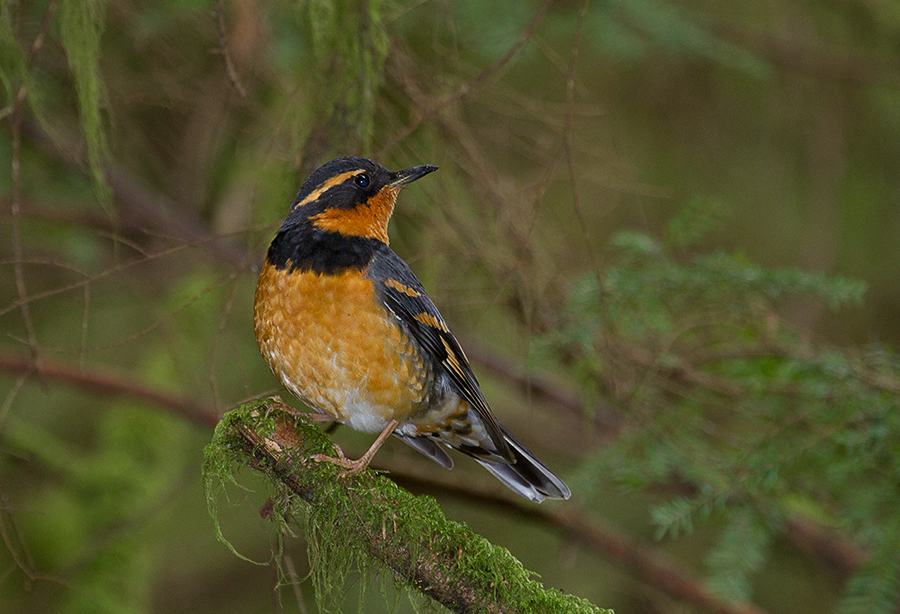 Varied Thrush