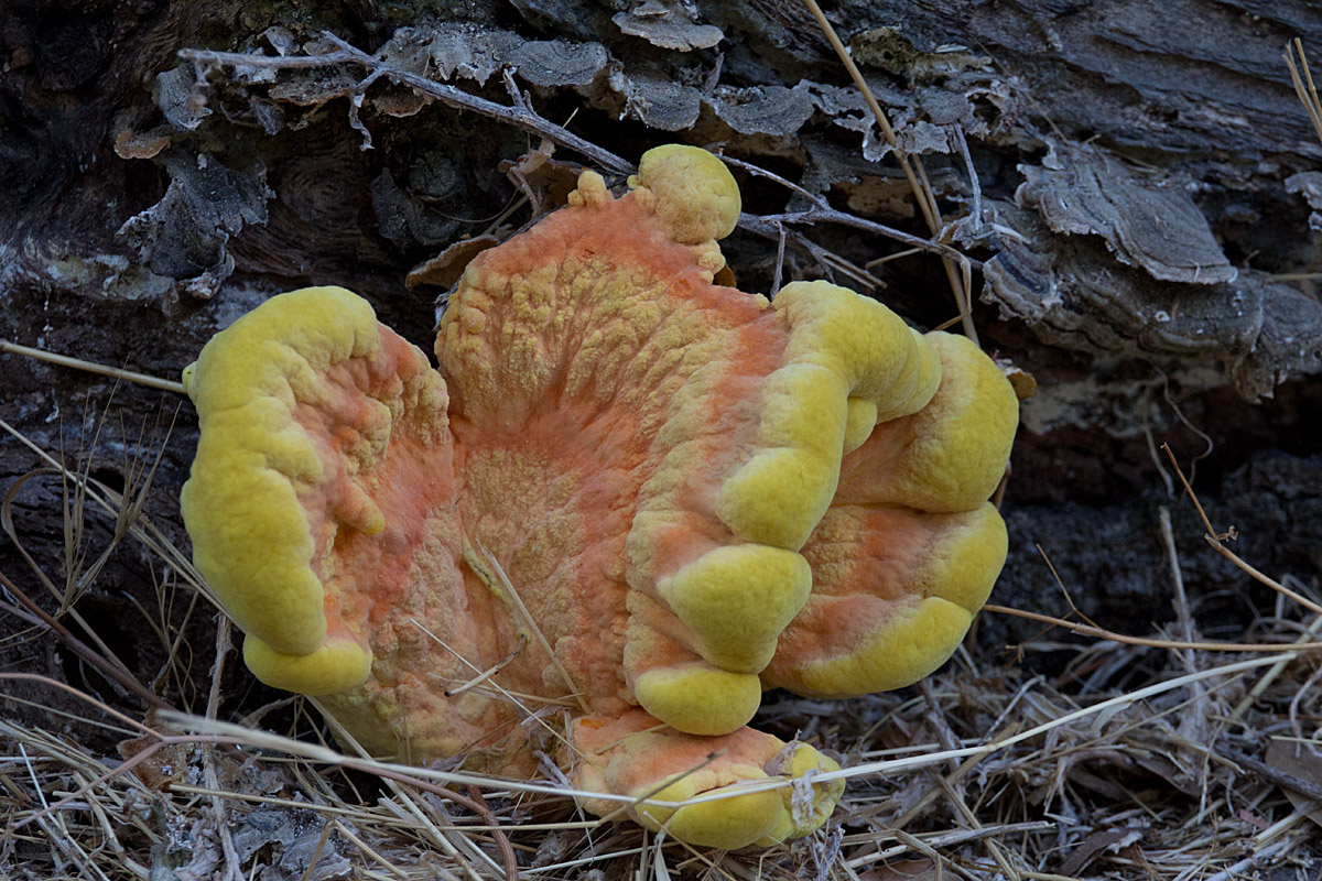 Candy Corn