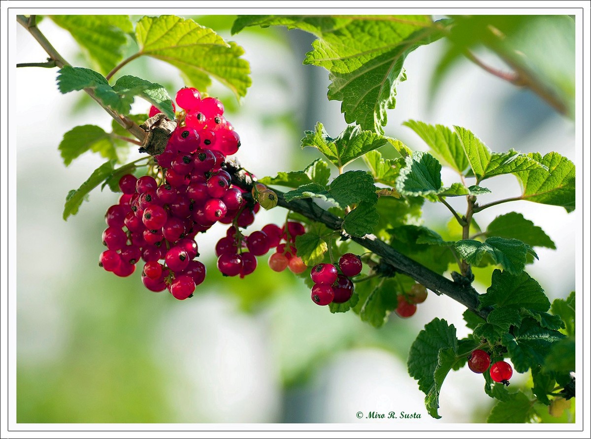 Red Currant