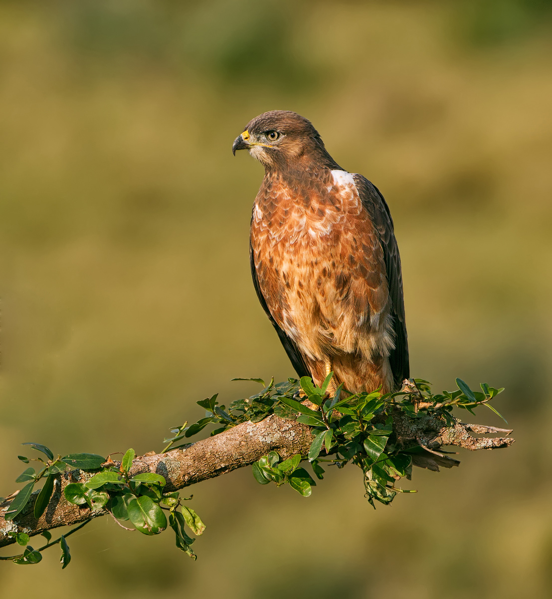 Jackal Buzzard
