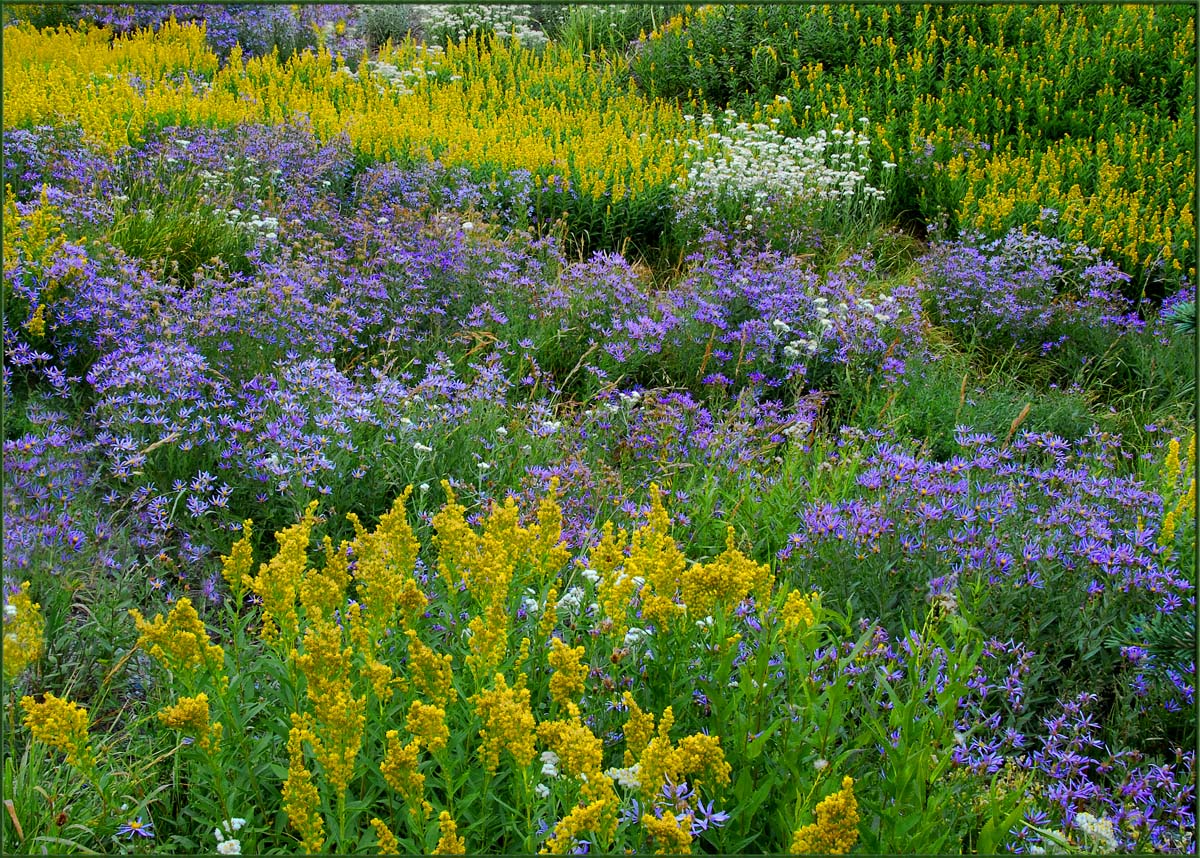 The Last Wildflowers