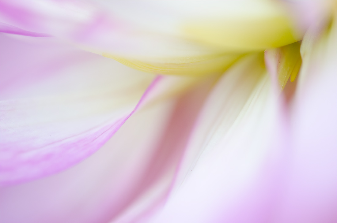 Abstract Dahlia 1