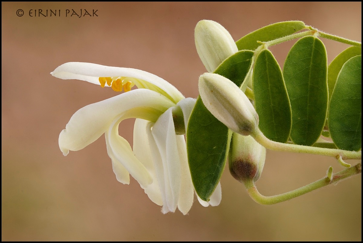Moringa Oleifera 4
