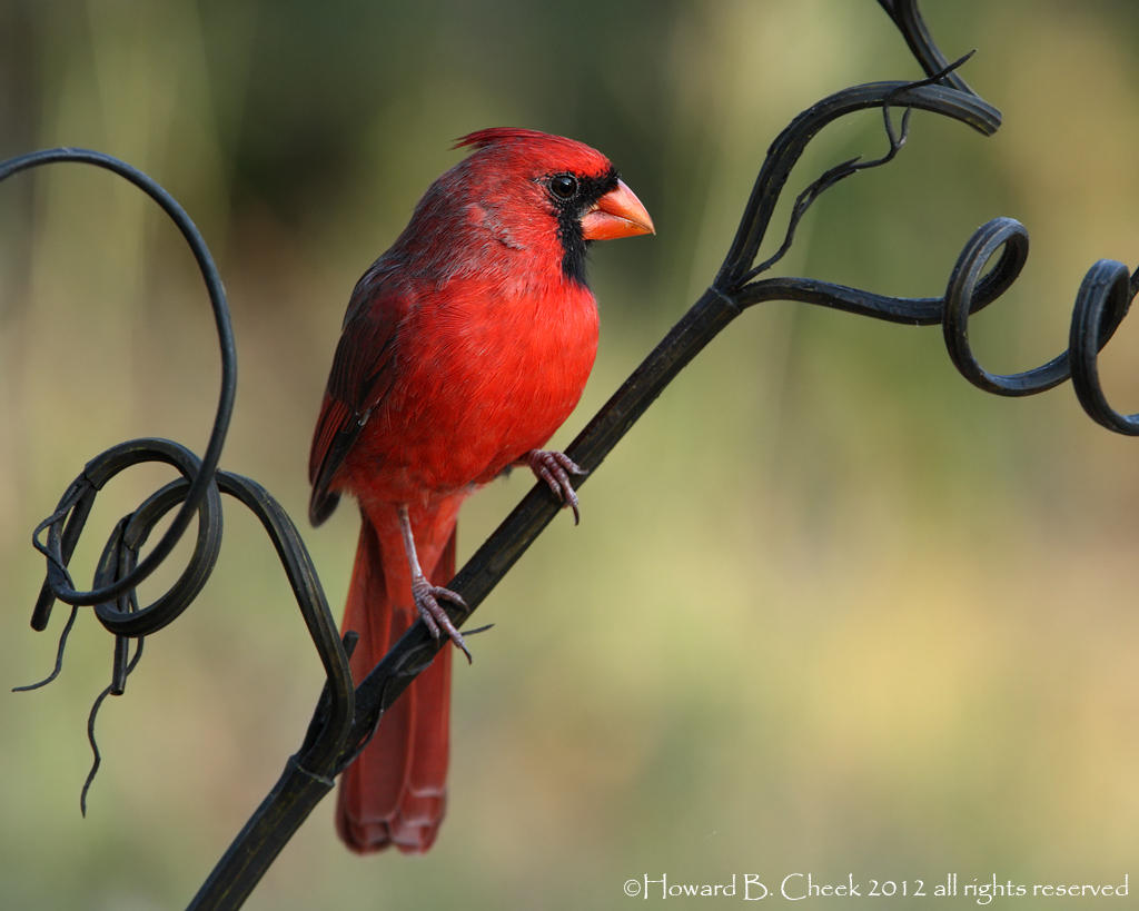 Curly Cardinal