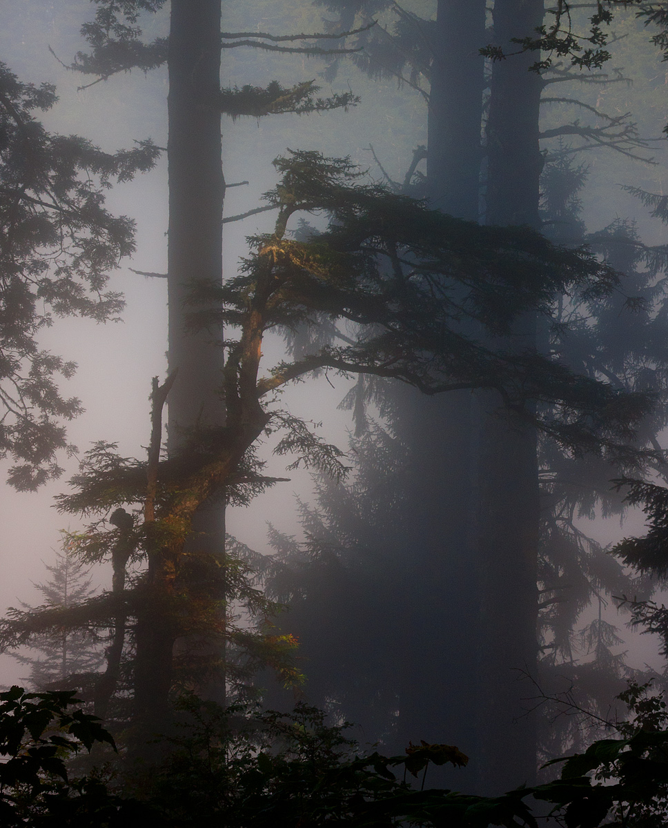 Light in the Fog
