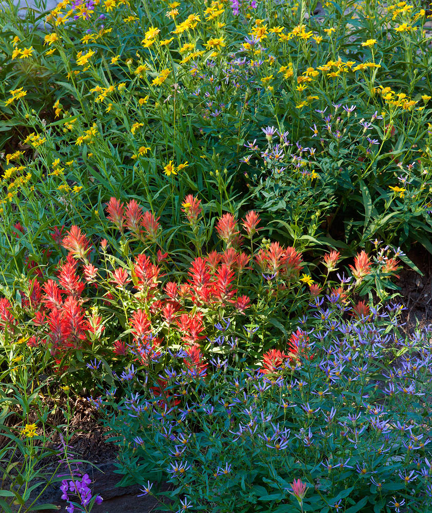 Crater flowers