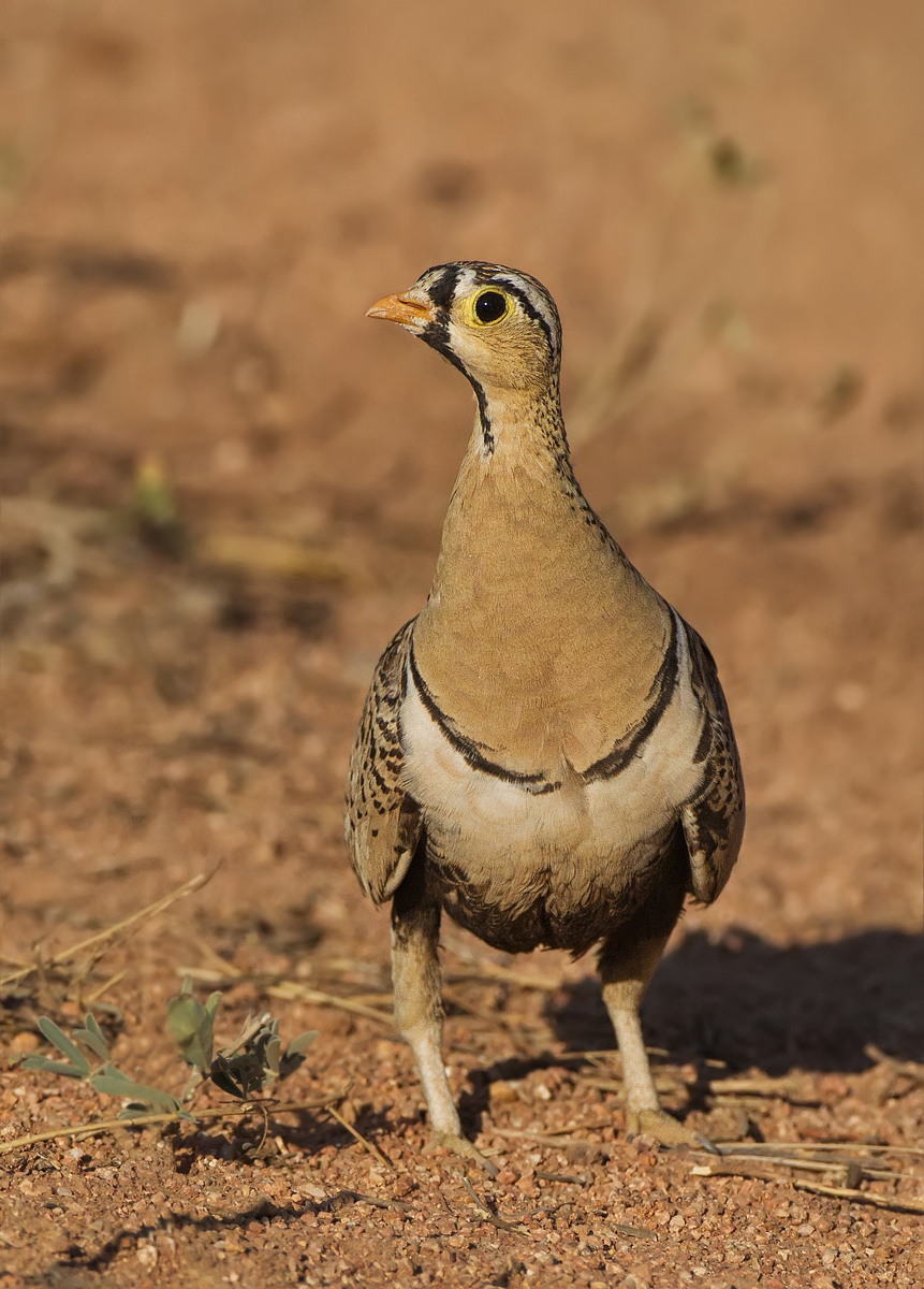 Black Faced Sandgrouse