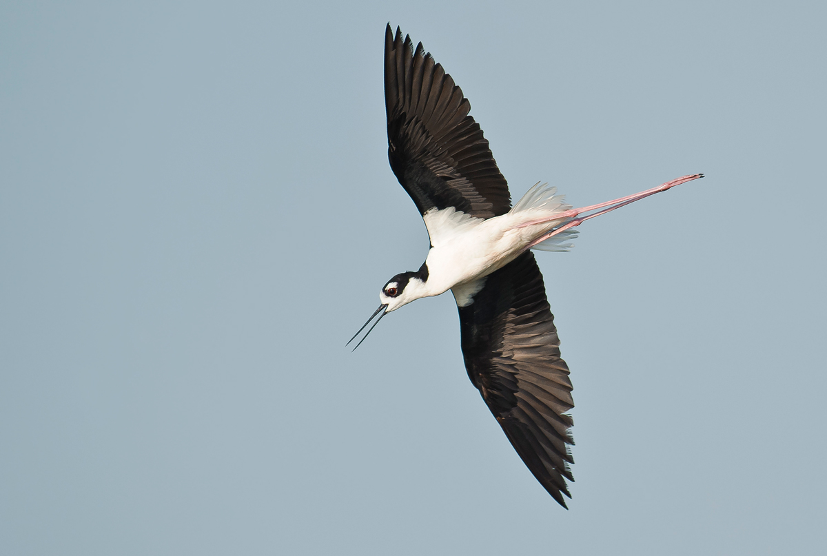 Black-necked Stilt