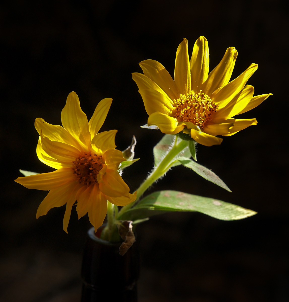 Wild Sunflowers