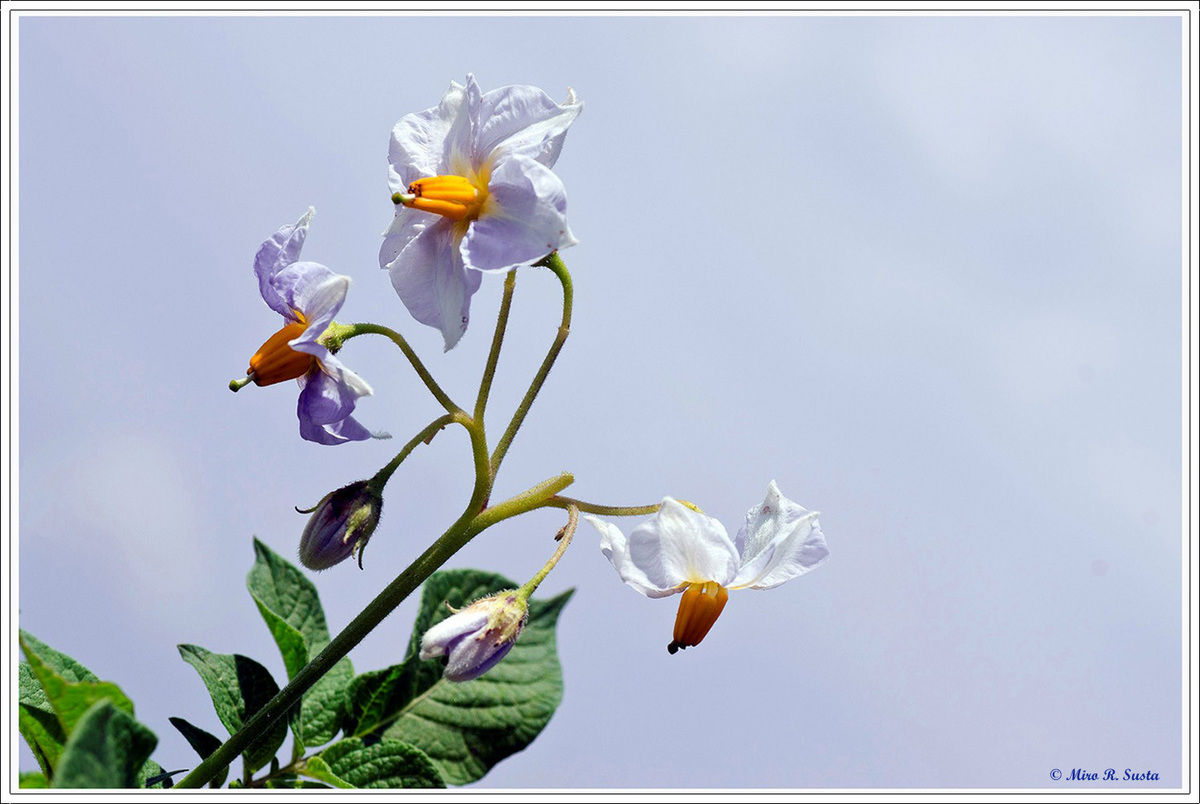 Blooming Potatos