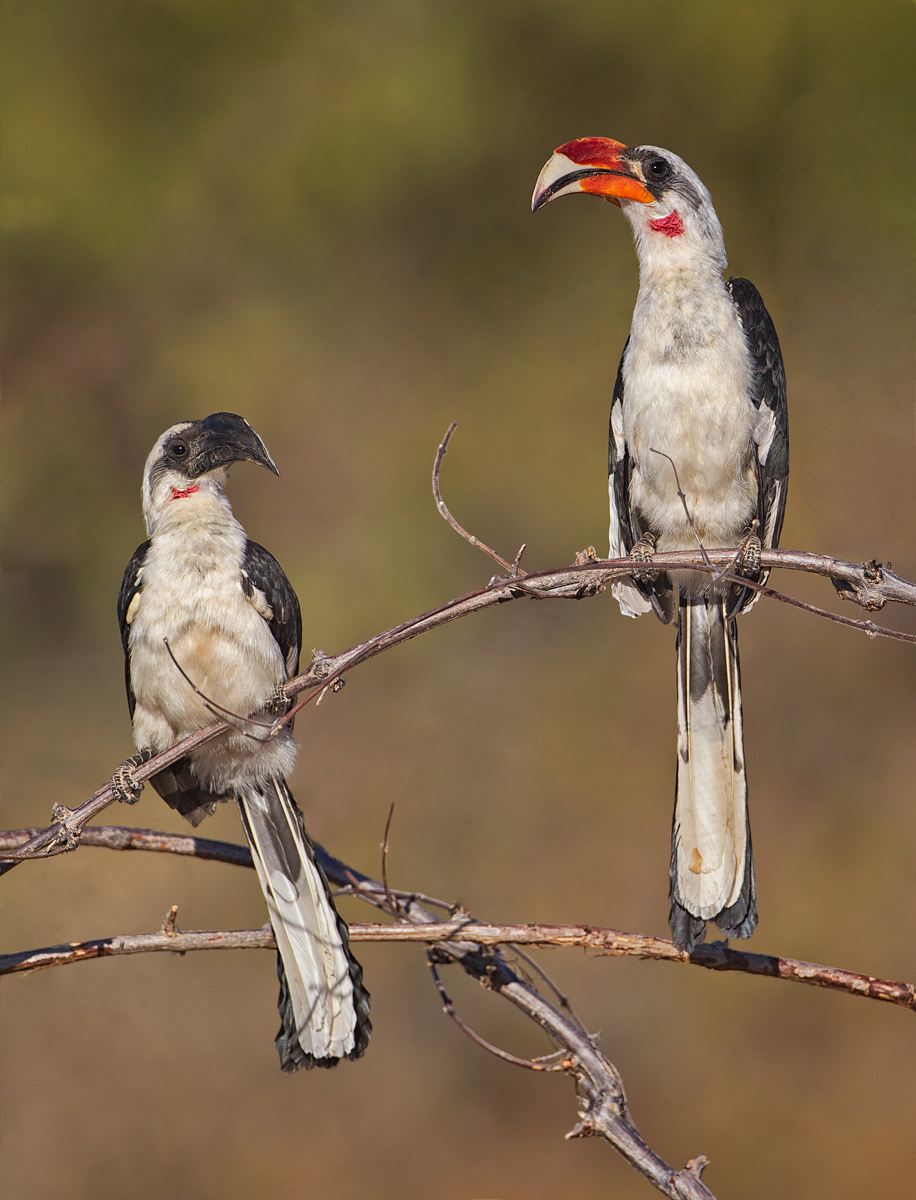 Von der Deckens Hornbill