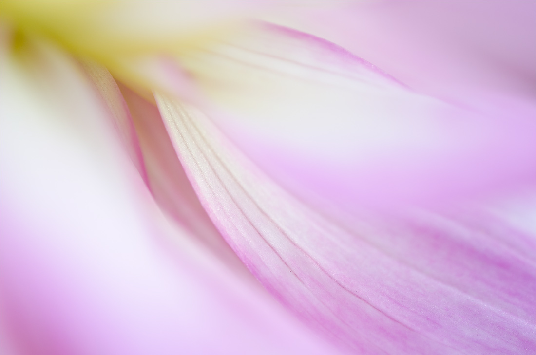 Abstract Dahlia 2