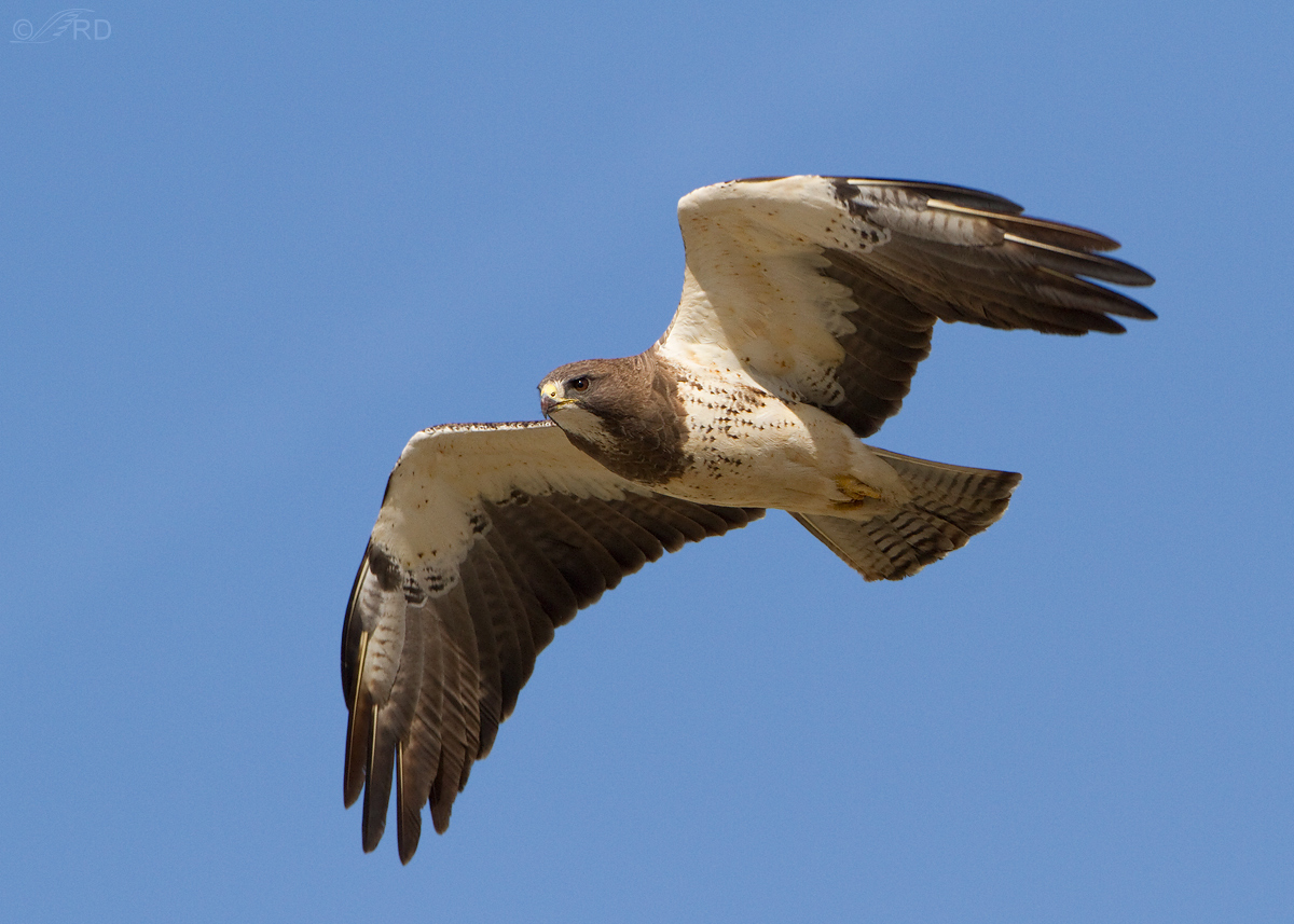 Swainson's Hawk