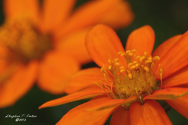 Orange on Orange