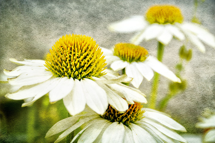 White Coneflowers-Theme