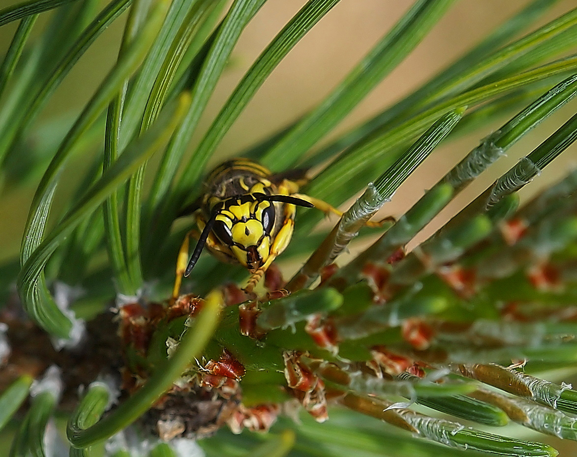 Bald Faced Hornet