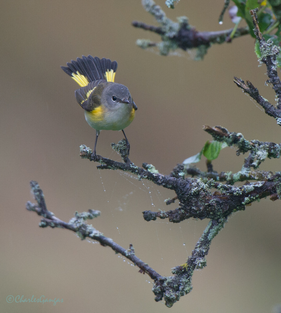 American Redstart