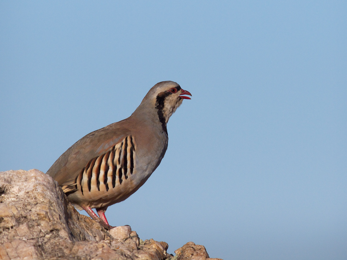 Calling Chukar