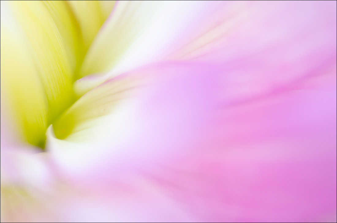 Abstract Dahlia 3