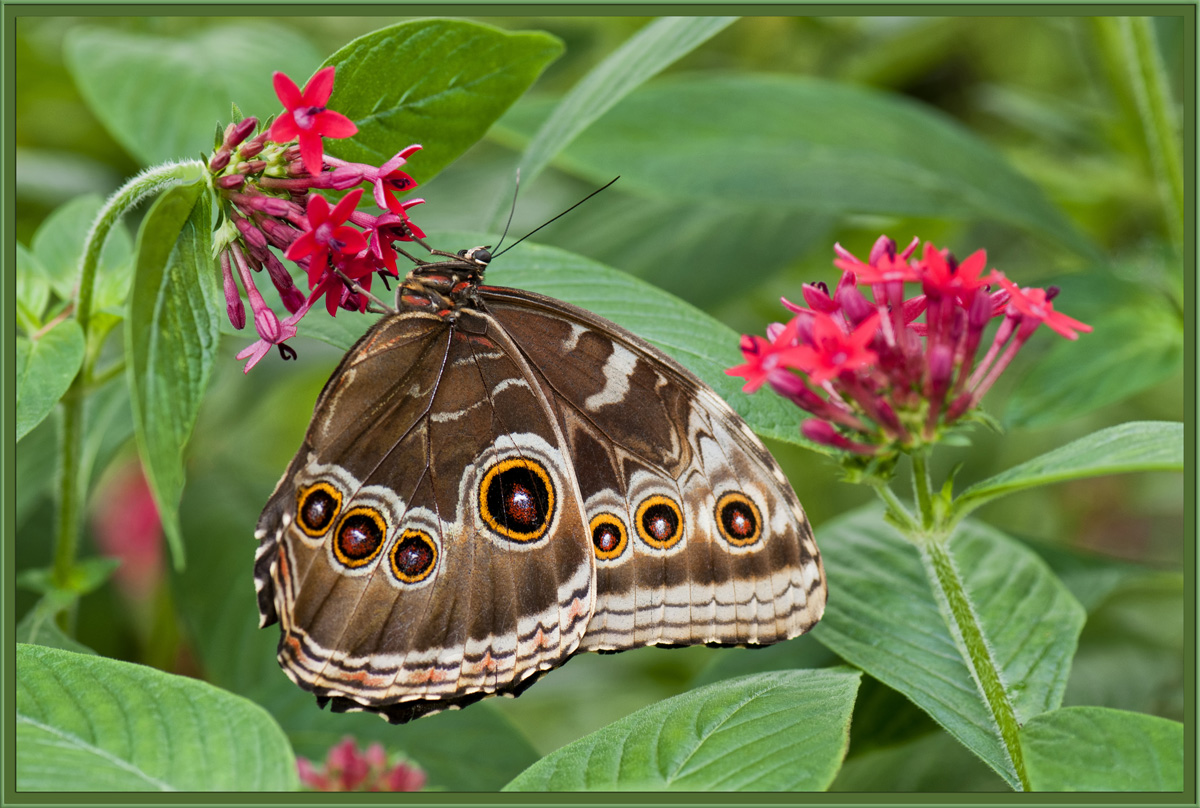 Blue Morpho