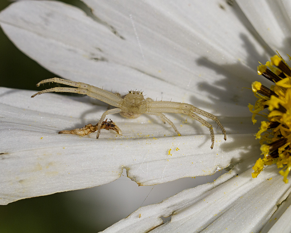 spider and prey w repost
