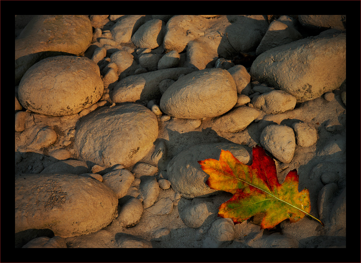 Fall Leaves VI-VIII
