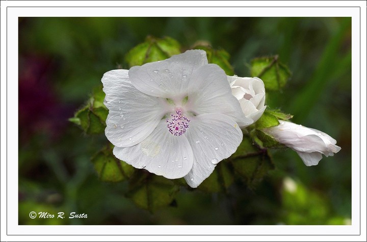 White Flower