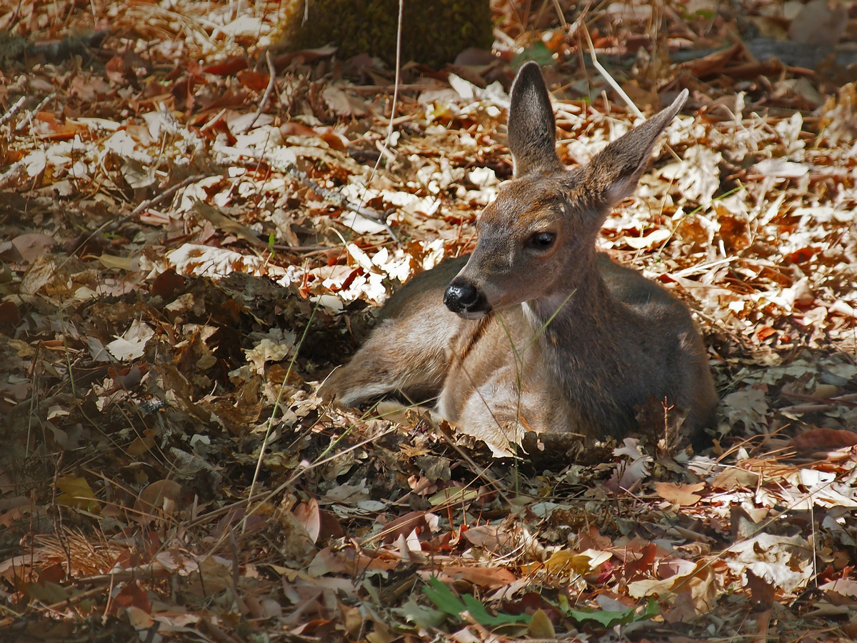 Yearling