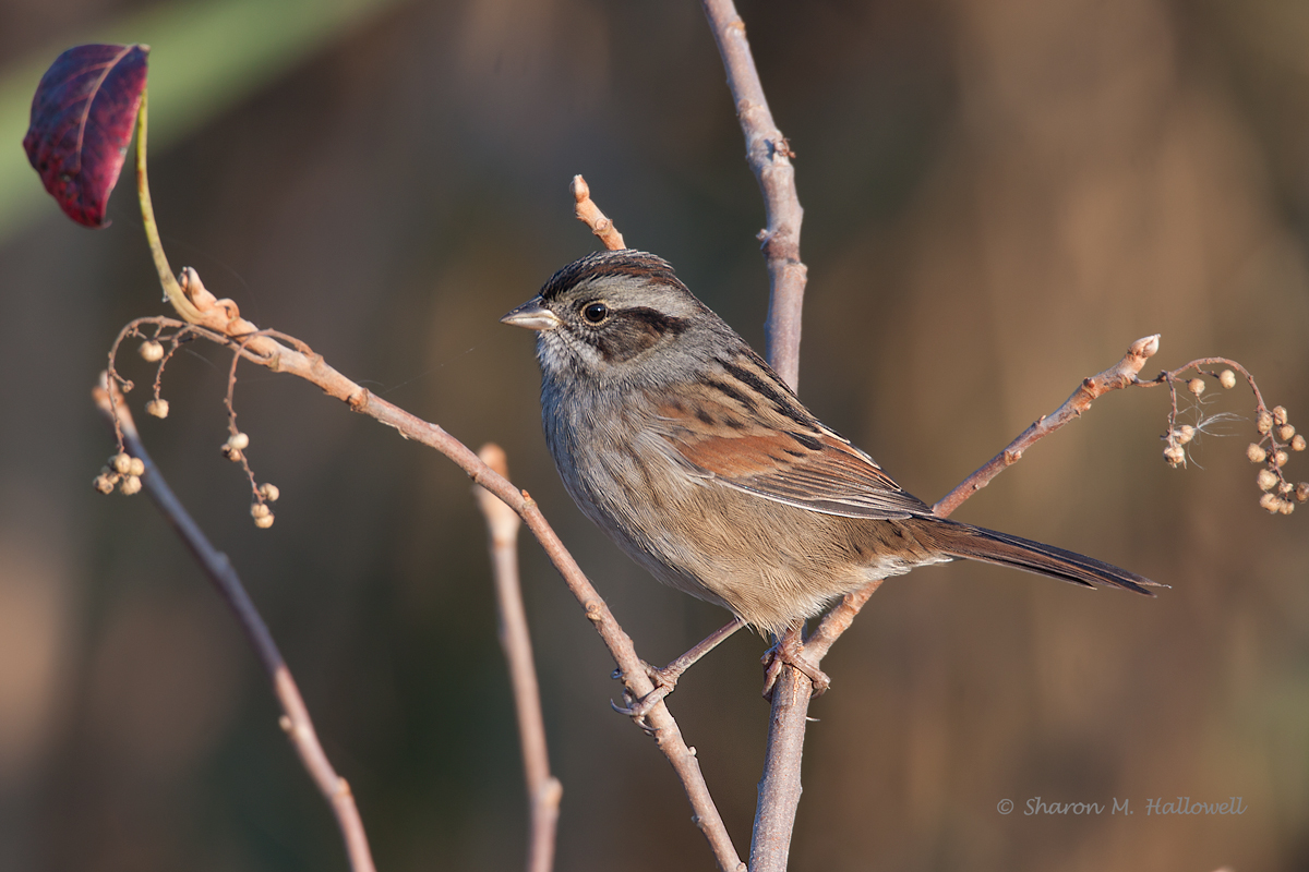 Swamp Sparrow