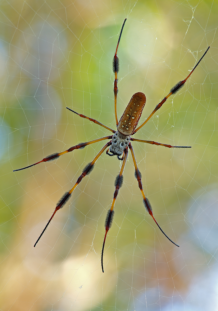 Goldensilk in Backlight