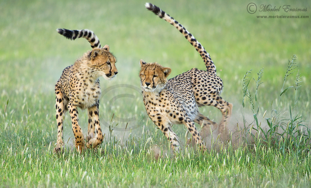 Playful Speedsters